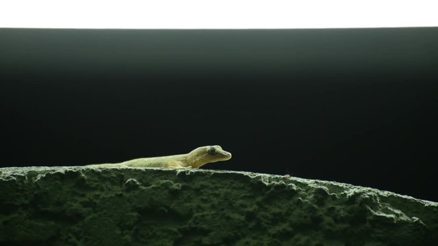 Thailand common house gecko waiting to hunt fruit fly under neon lamp