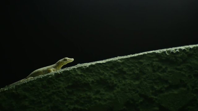 Thailand common house gecko walk on the wall