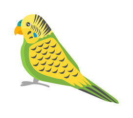 Cartoon parrot vector isolated bird