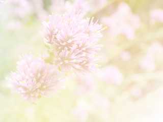 Flower background 41