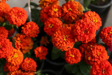 beauty full Zinnia flowers in the garden 
