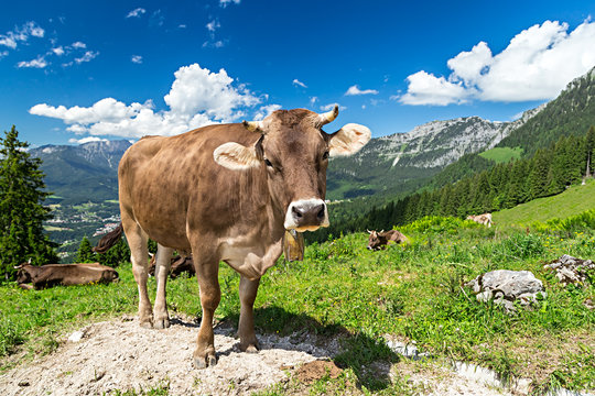 Cow on green grass in front of wonderfull mountain landscape / Kuh auf Wiese vor wundervoller Alpen Landschaft