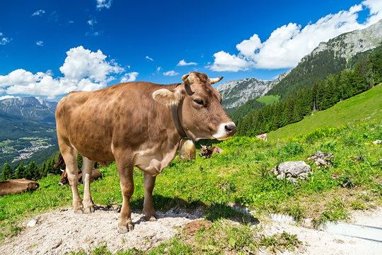 Cow on green grass in front of wonderfull mountain landscape / Kuh auf Wiese vor wundervoller Alpen Landschaft