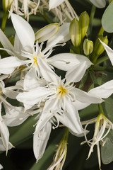 Pancratium white flowers