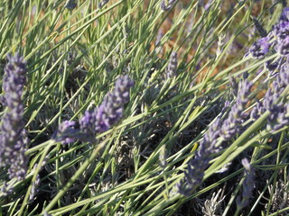 lavande