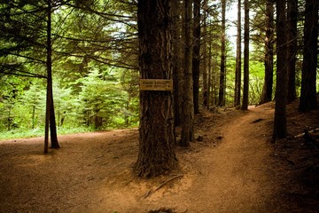 Wooden sign on tree trunk in forest