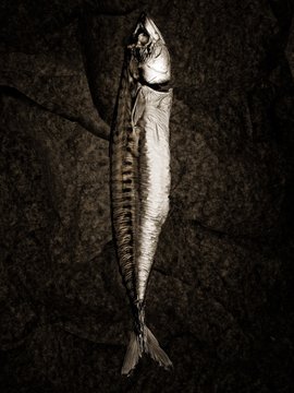 Mackerel