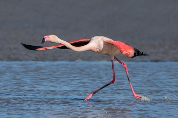 Running greater flamingo (Phoenicopterus roseus), Camargue, France