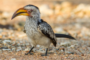 Yellow-billed hornbill (Tockus leucomelas), Kruger Park, South Africa