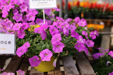 beauty full petunia flowers in the garden 