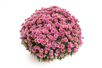 Kugelchrysantheme