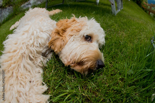 "entspannter Hund" Stockfotos und lizenzfreie Bilder auf