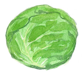 Watercolor illustration of cabbage