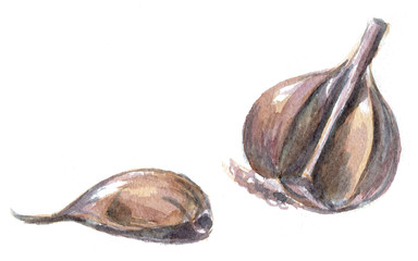 Garlic. Hand drawn watercolor painting on white background