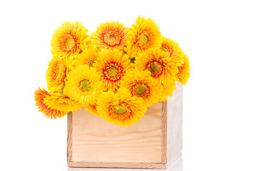 Bouquet of gerber flowers on white background