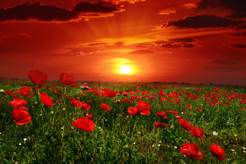 Fototapeta na wymiar Bright sunrise in poppy field