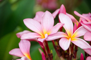 Plumeria flower in full bloom fragrance planted in the garden