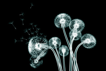 x-ray image of a flower isolated on black , the Taraxacum dandel - obrazy, fototapety, plakaty