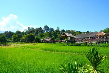 Fototapeta na wymiar Green rice field with thai traditional wooden hut