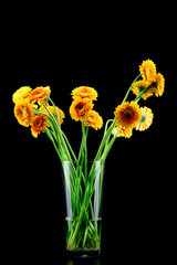 Bouquet of gerber flowers in the vase on black background