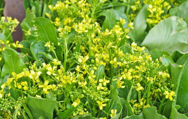 Chinese cabbage flower