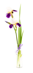 Iris's flower in a vase on a