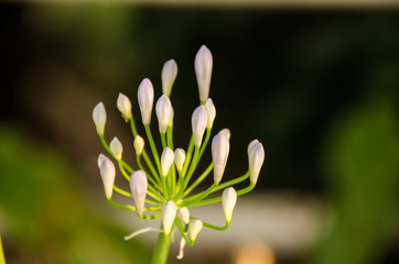 formal garden flower