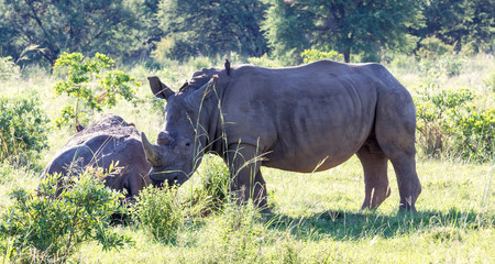 Fototapeta premium White Rhinoceros grazes in a protected park