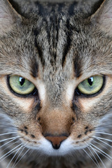 Closeup of portrait a domestic cat.
