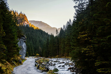 Mountain landscape with tree forest