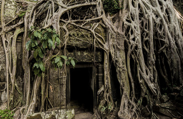 Angkor Prohm Khmer ancient Buddhist temple in jungle forest. Famous