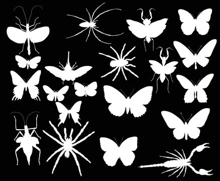 collection with twenty white insects