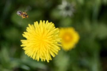 bee on a flower dandelion