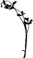 Obraz premium black parsley isolated on white