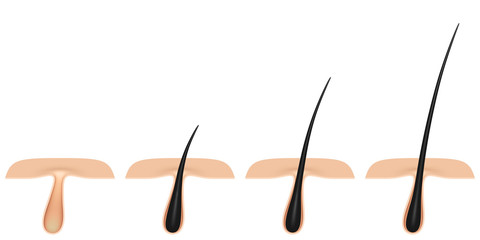 hair follicle. cross section,