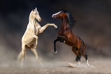 Fototapeta na wymiar Two horses rearing up and playing against dark background