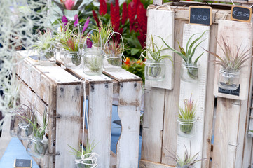 creative room flowers in jars in the store