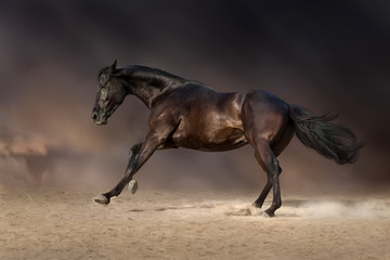 Fototapeta na wymiar Black stallion run gallop in desert storm