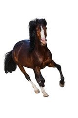 Fototapeta na wymiar Beautiful bay stallion with long mane run gallop isolated on white background