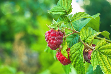 Ripe raspberry bushes.