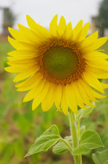 Obraz premium Sunflower field, Sunflowers blooming,yellows flowers