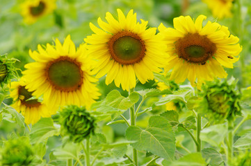Obraz premium Sunflower field, Sunflowers blooming,yellows flowers