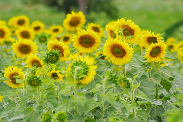 Obraz premium Sunflower field, Sunflowers blooming,yellows flowers