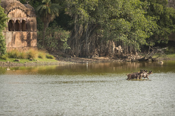 Ancient hunting palace in ranthambhore national park in india, rajbagh lake and deers