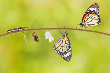 Obraz premium Transformacja motyla tygrysa wyłaniającego się z kokonu