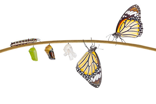 Isolated transformation of common tiger butterfly emerging from
