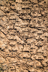 Imprint in the mud left by the wheel of a tractor.