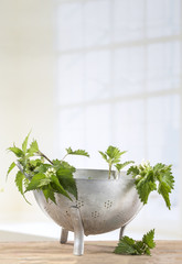 Freshly cut wite nettles in colander