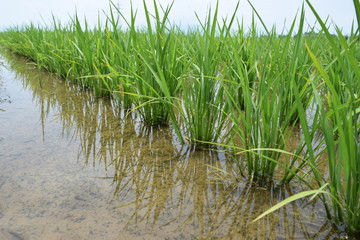 Fototapeta premium 田植え３週間後の田園風景