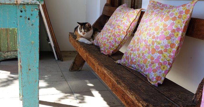 Katze auf Holzbank